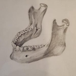 Mandible illustration anterio-lateral view