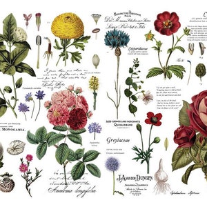 Rub on Transfers for Furniture, Redesign with Prima Decor Transfer, Furniture Transfer, Vintage Botanical