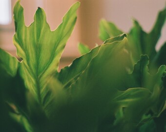 Plant Photo - Digital Download