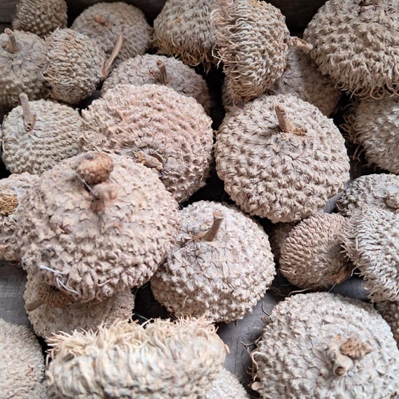 Large Bur Oak Acorn Caps: Natural Fall Craft Supplies