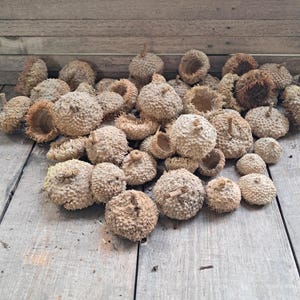 Peut inclure: Un tas de glands secs de couleur beige sur une surface en bois. Les glands sont dispos&eacute;s de mani&egrave;re al&eacute;atoire, certains se chevauchant.