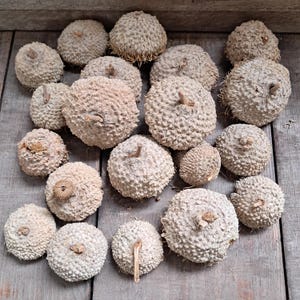 Peut inclure: Une collection de 18 cupules de glands beiges et brunes &agrave; la surface rugueuse et textur&eacute;e. Les cupules de glands sont dispos&eacute;es en cercle sur une surface en bois.
