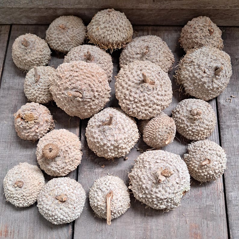 Peut inclure: Une collection de 18 cupules de glands beiges et brunes &agrave; la surface rugueuse et textur&eacute;e. Les cupules de glands sont dispos&eacute;es en cercle sur une surface en bois.