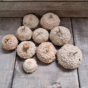 Peut inclure: Une collection de dix cupules de glands beiges et brunes avec une surface rugueuse et textur&eacute;e.