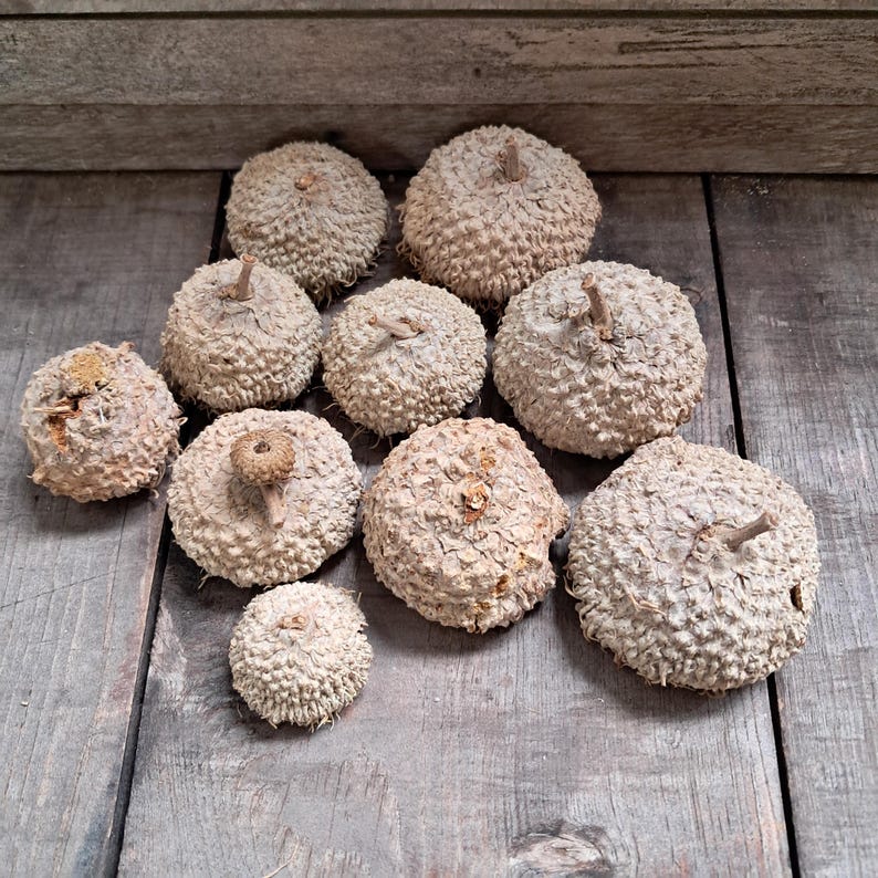 Peut inclure: Une collection de dix cupules de glands beiges et brunes avec une surface rugueuse et textur&eacute;e.