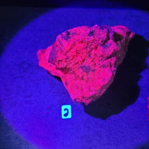 May include: A glowing, irregularly shaped rock illuminated by a blue light. The rock has a vibrant red and pink coloration with dark spots. The background is a deep blue, creating a striking contrast. The image is well-lit, highlighting the rock's texture.