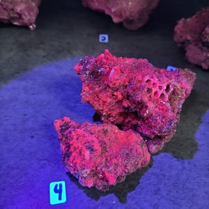 May include: Close-up of several irregularly shaped, textured rocks with a vibrant red and pink coloration. The rocks have a porous appearance, with some displaying small holes. The number "4" is visible on a small, square, blue label.