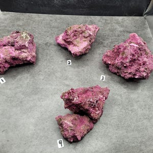 May include: Four pieces of vibrant, textured, pink rock formations, numbered 1 through 4, are displayed on a gray surface. The rocks have a rough, porous appearance with hints of green and brown. The image is well-lit, highlighting the natural colors and textures.
