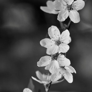 Carte de sympathie, carte de sympathie, photographie noir et blanc, fleurs, lumière, carte pliée A6 avec enveloppe