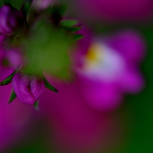 Posters, floral poetry, aesthetic macro photography