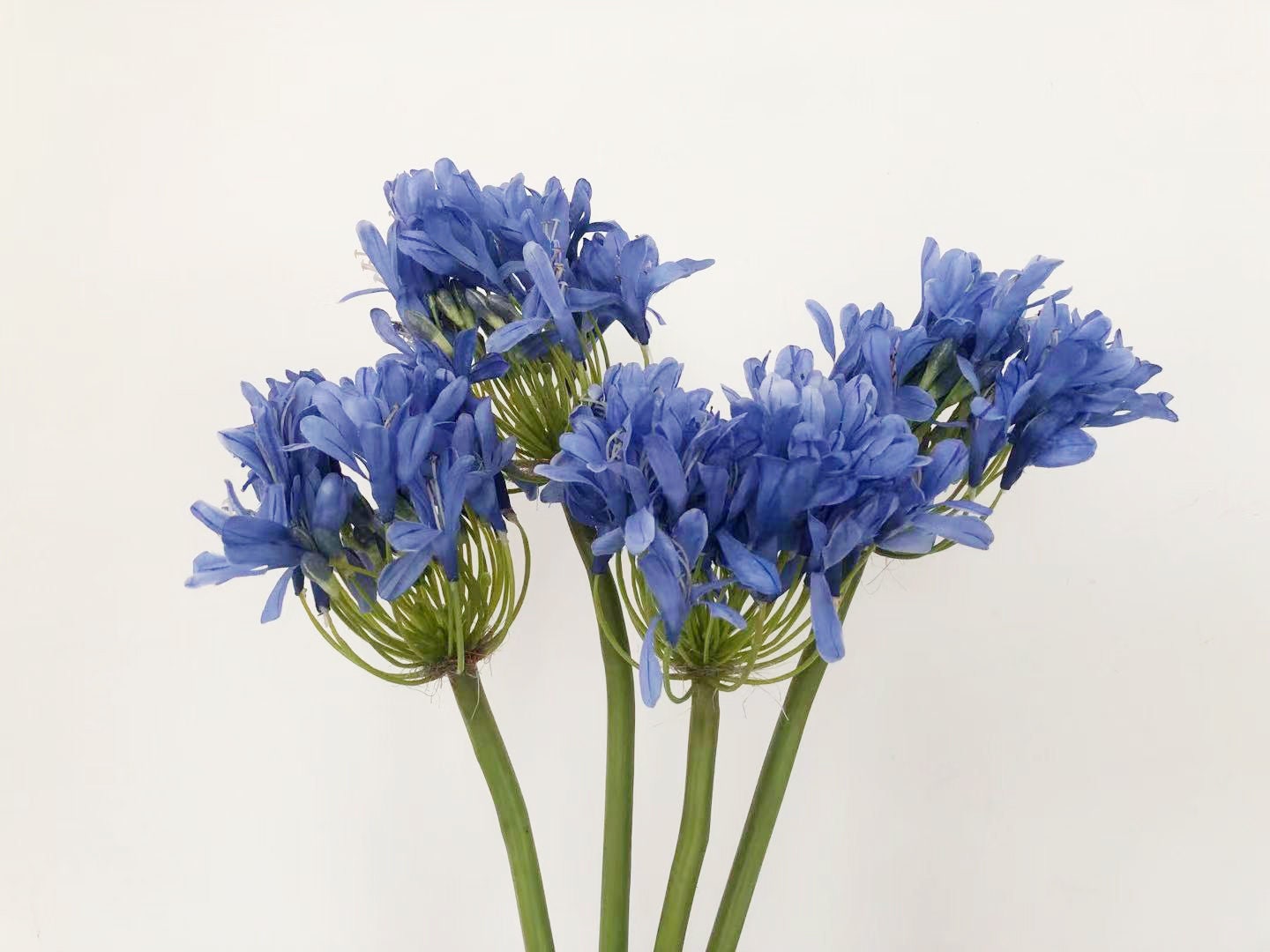 Agapanthus - Etsy New Zealand