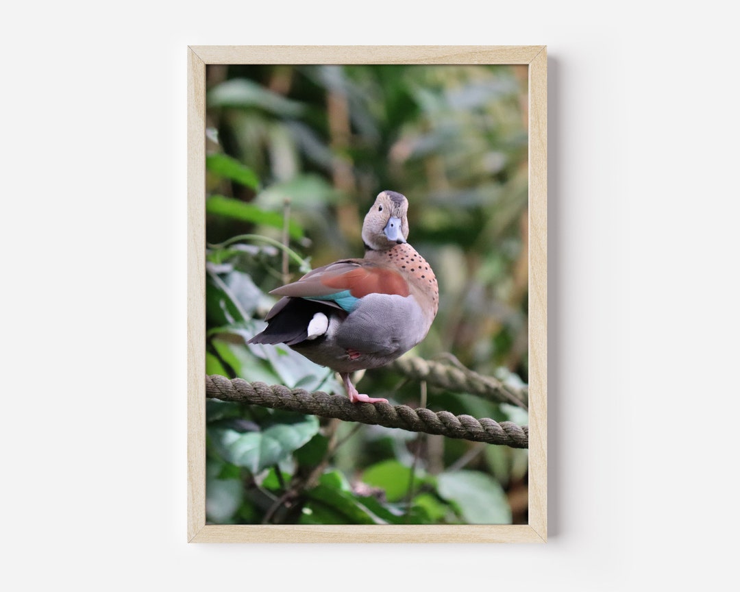 Digitale Art Print Duck Printable Instant Download - Etsy