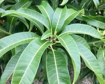 Fresh Mango Leaves 25/35/55/65  Freshly Picked (No chemicals sprayed/Used) Herbal Tea Florida Grown USA ~ Vitamins ~ Vegan ~ Natural