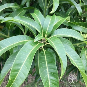 Té de hojas de mango fresco, 25/35/55/65 unidades, recién cosechado (sin químicos) Té de hierbas cultivado en Florida, EE. UU., té natural, envío gratuito