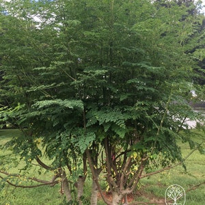 Op de afbeelding: Een groene moringa-boom met meerdere stammen die in een tuin groeit. De boom heeft veel takken en bladeren. De boom staat in het midden van de afbeelding. De achtergrond is een groen gazon en een blauwe lucht met witte wolken.