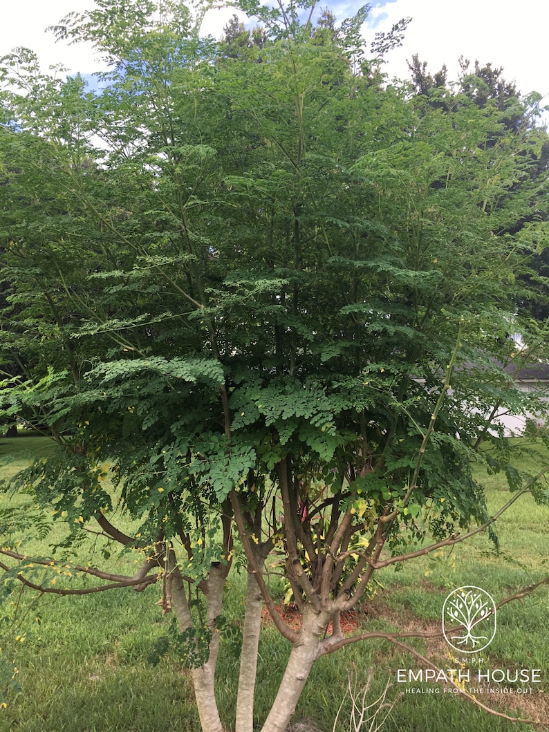 Op de afbeelding: Een groene moringa-boom met meerdere stammen die in een tuin groeit. De boom heeft veel takken en bladeren. De boom staat in het midden van de afbeelding. De achtergrond is een groen gazon en een blauwe lucht met witte wolken.