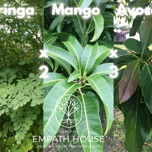 Mango Leaves Moringa Leaves & Avocado Leaf Mix Fresh Combination Freshly Picked (No chemicals sprayed/Used) Florida Grown USA ~ Natural