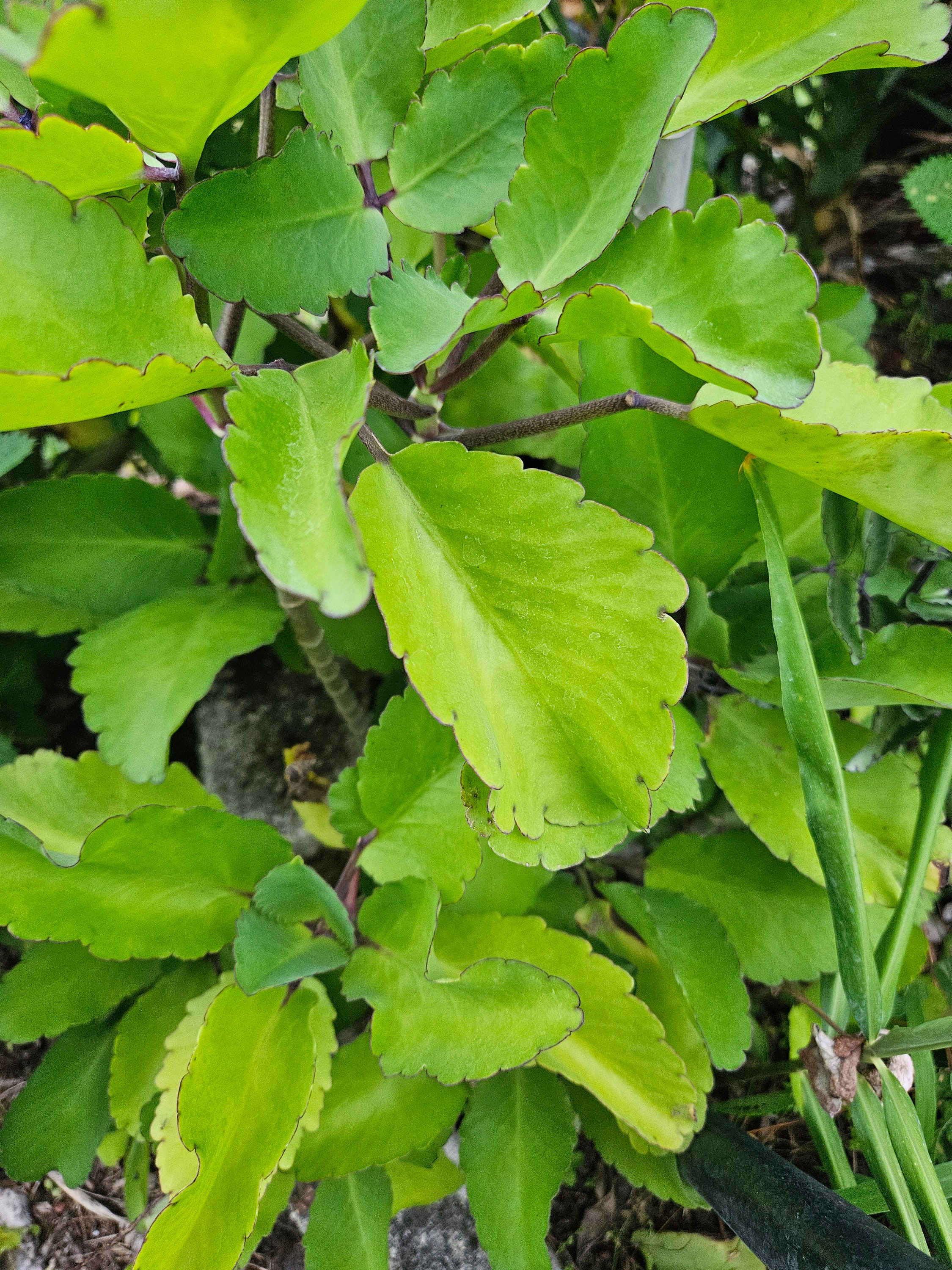 Leaf of Life Leaves: Fresh Picked, Bryophyllum Pinnatum, Miracle Leaf,  Kalanchoe Pinnata, Florida Grown, Free Shipping, Jamaican Leaves - Etsy, image size:2250x3000