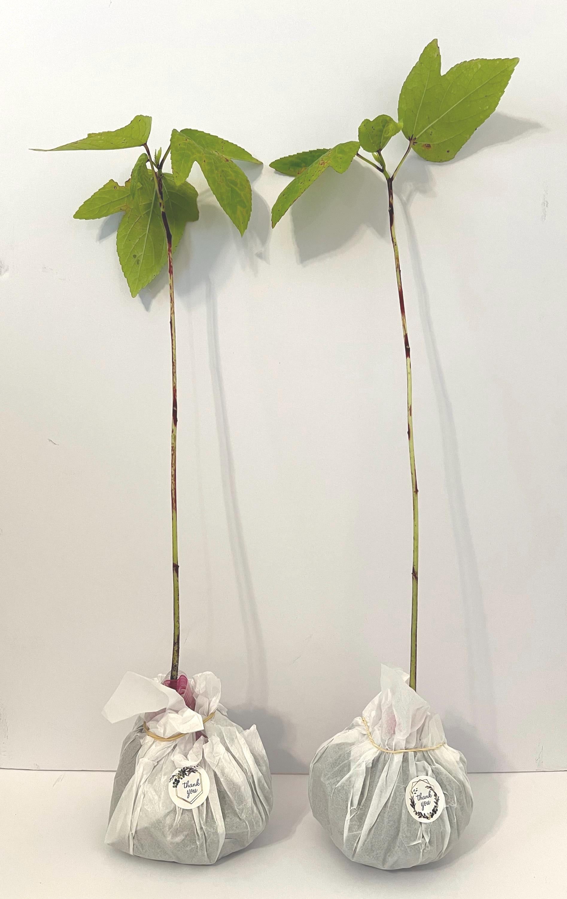 2x Jamaican Sorrel Plant Roselle Hibiscus Sabdariffa (Growing Season Is Now) (No chemicals sprayed/Used) Florida Grown USA ~ Natural