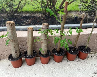 Moringa Tree Plant Growing From Cutting Florida Grown USA (No chemicals sprayed/Used) ~ Vitamins ~ Vegan ~ Minerals~Natural