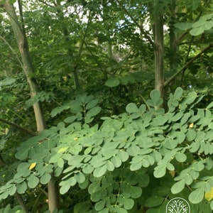 Op de afbeelding: Close-up van een moringa-boom met weelderige groene bladeren. De bladeren zijn in trossen gerangschikt en hebben een delicate, gevederde uitstraling. De stam van de boom is zichtbaar op de achtergrond.