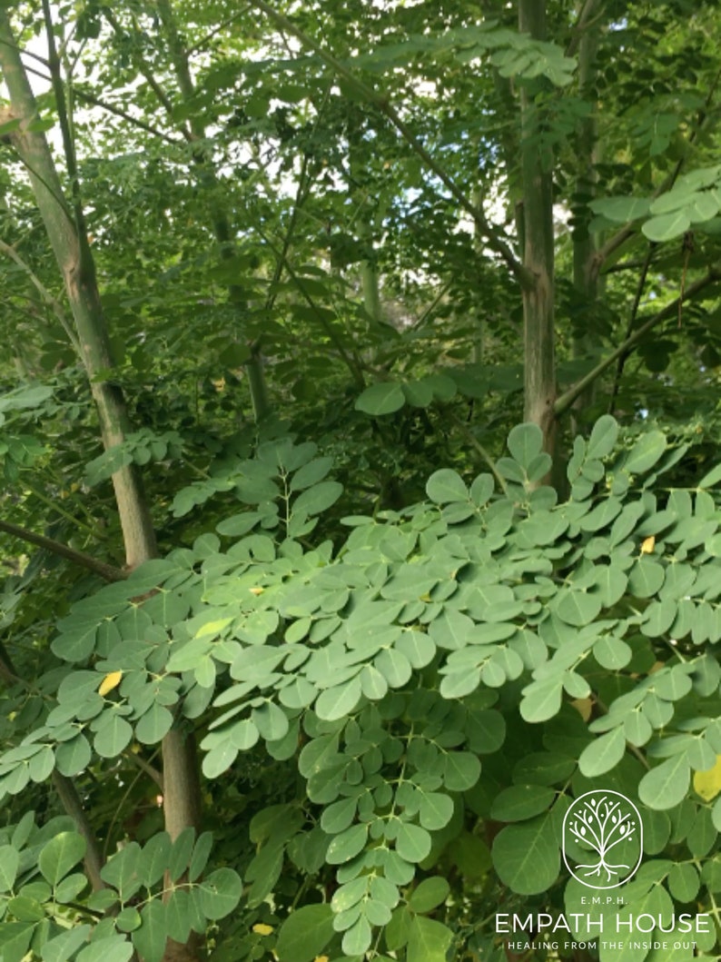 Op de afbeelding: Close-up van een moringa-boom met weelderige groene bladeren. De bladeren zijn in trossen gerangschikt en hebben een delicate, gevederde uitstraling. De stam van de boom is zichtbaar op de achtergrond.