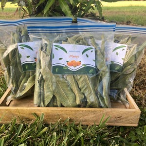 Organic Moringa Capsules, Size "0", 500mg, Freshly Made, Vegetarian Superfood afbeelding 10