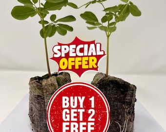 Moringa Seedlings – Buy 1 Get 2 Free Live Plants, Superfood Tree