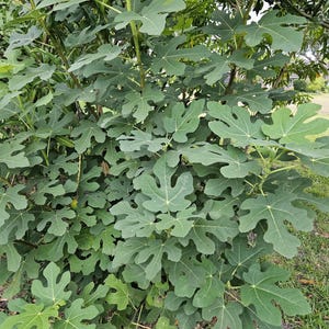 FRESH Cut Fig Leaves ~ Herbal Tea  Florida Grown USA ~ Vitamins ~ Vegan ~ Natural