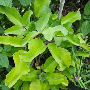 Fresh Picked Jamaican Leaf of Life Leaves ~Bryophyllum pinnatum ~ Miracle Leaf ~ Kalanchoe pinnata ~ Florida Grown USA