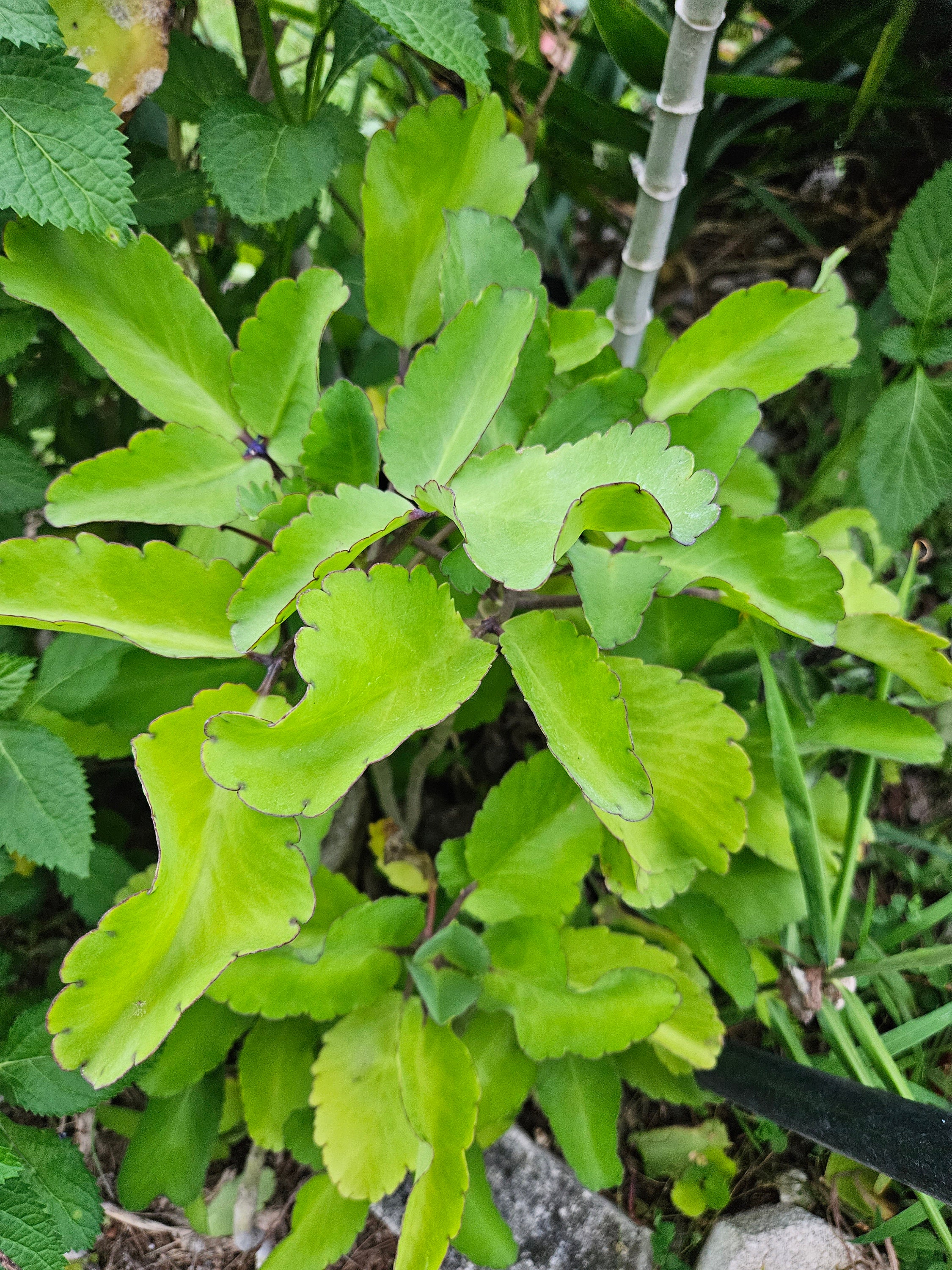 Fresh Picked Jamaican Leaf of Life Leaves ~Bryophyllum pinnatum ~ Miracle Leaf ~ Kalanchoe pinnata ~ Florida Grown USA