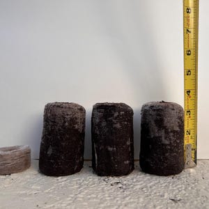 May include: Three cylindrical dark brown compressed peat soil starter plugs standing upright next to one flattened, dry, light brown peat disc. A yellow measuring tape is positioned vertically, showing the plugs are approximately 7.6 cm tall.