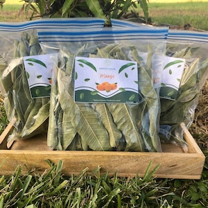 Mango Leaf Herbal Tea FRESHLY DRIED Free Shipping (No chemicals sprayed/Used) Florida Grown USA ~ Natural
