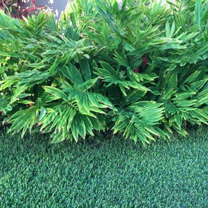 Shampoo Ginger Plant Big Min 28&quot;, Awapuhi, Natural Shampoo, Zingiber Zerumbet, Pine Cone Ginger