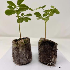 BOGO Moringa Oleifera Seedlings  Buy 1 Get 1 Free Live Moringa Plants |  Fast-growing Superfood Tree | Organic Drumstick Tree - Etsy