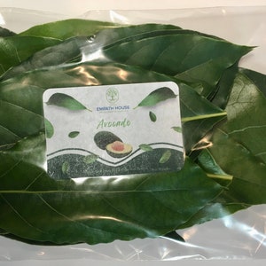 Avocado Leaf Herbal Tea Freshly Picked (No chemicals sprayed/Used) Florida Grown USA ~ Vitamins ~ Leaves ~ Natural Free Shipping
