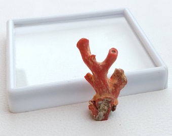 Natural Red Coral Branch, Italian Coral Rough Gemstone, AA++ Quality A599
