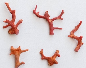 Natural Italian Red Coral Branch: Unpolished Rough Gemstone A426