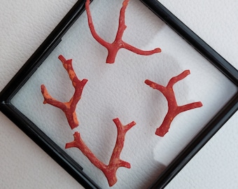Amazing Red Coral Unpolished Rough Branch-Mediterranean Sea Coral Branch...100% Natural Italian Rough Red Coral Branch Tree Raw Jewelry A807