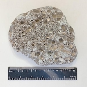 Piedra porosa natural picada de 160 x 134 mm (6,2 x 5,2”), estilo rústico, decoración costera de temporada para el hogar, manualidades, arreglos florales, centro de mesa.