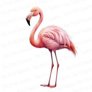 Watercolor Flamingo PNG, Tropical Bird Clipart, Pink Flamingo Illustration, Summer Beach Art, Boho Wildlife Digital Download