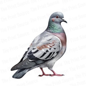 Acuarela de paloma PNG Clipart / Arte digital de aves / Ilustración de animales vintage / Impresión de vida silvestre por sublimación / Decoración para amantes de la naturaleza
