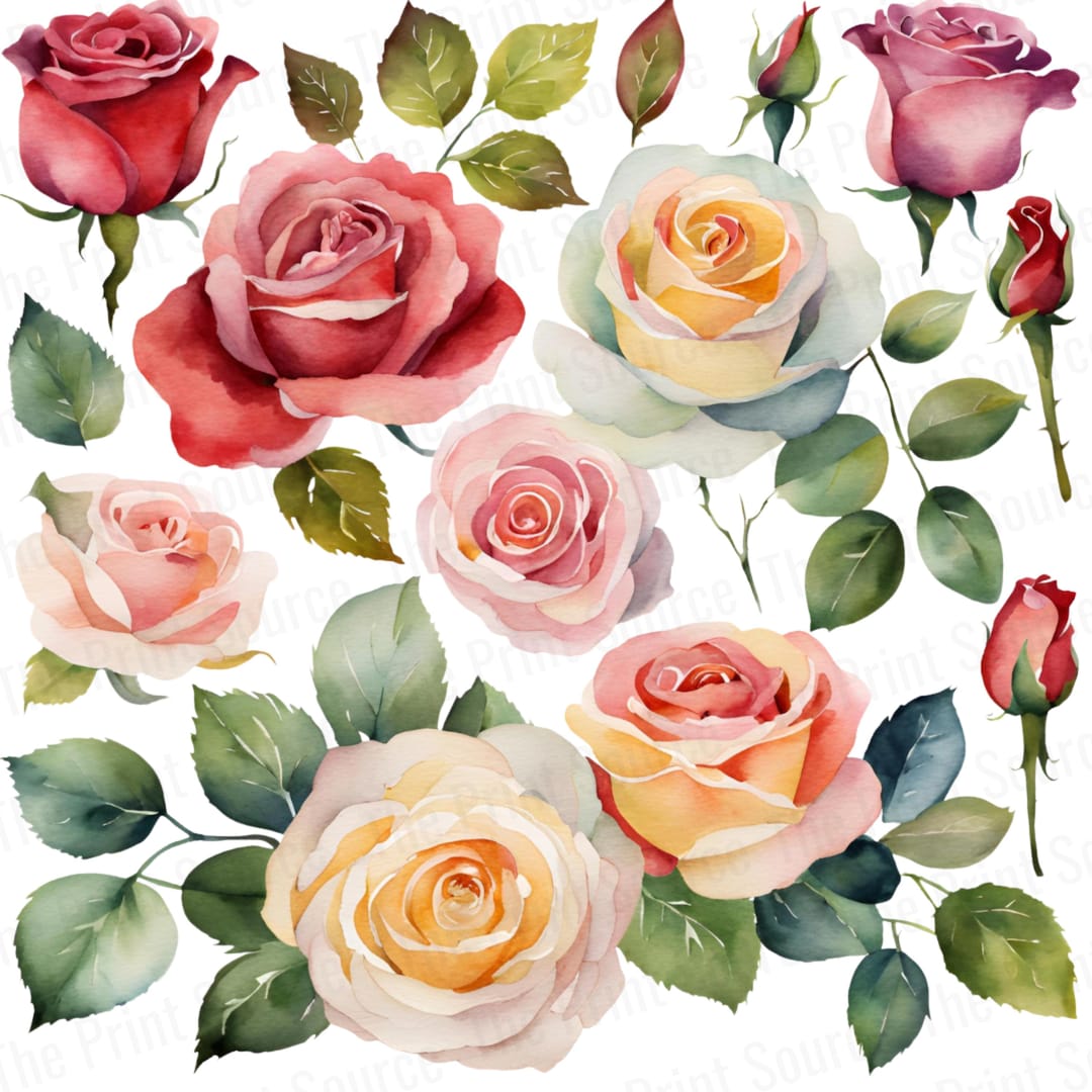 Watercolor Rose Clipart PNG, Multicolor Floral Elements for Crafts ...