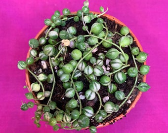 Variegated String of Pearls. Senecio Rowleyanus Variegata. 3 Inch Pot.