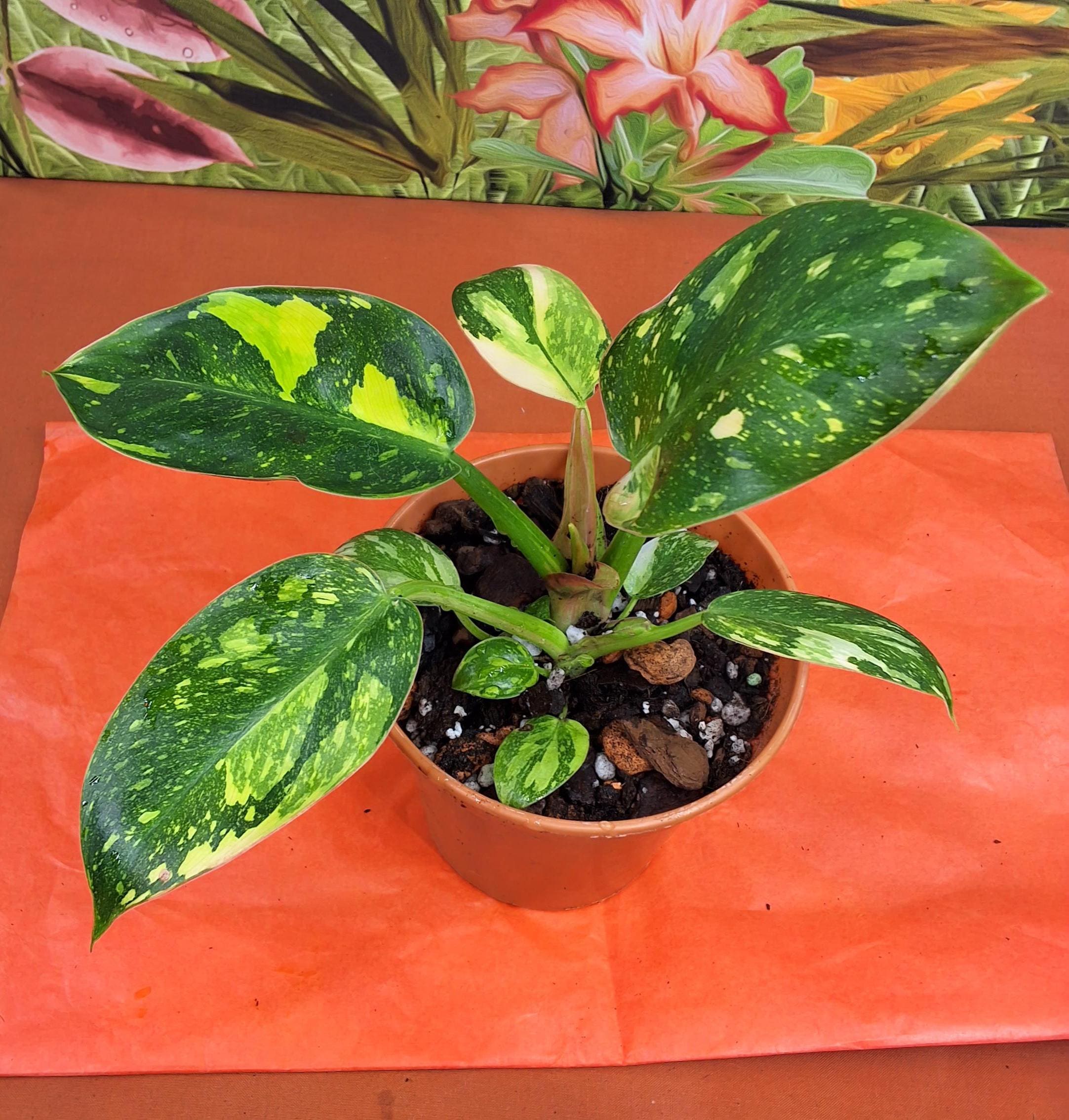 Philodendron Red Congo variegated フィロデンドロン レッドコンゴ斑入り