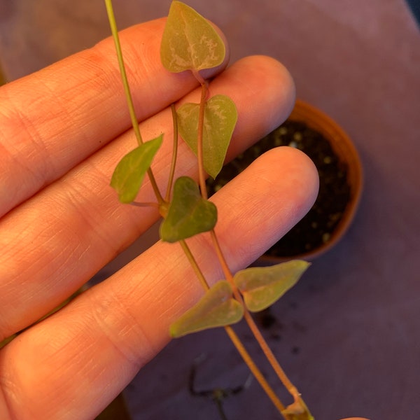 String of SPADES. ULTRA RARE.  Ten Growth Points per Purchase. Very Established Roots. Cerapegia Linearis soo. Woodii