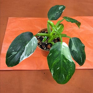 Philodendron WHITE WIZARD.  3 Inch Pot.  Beautiful, Tropical Plant. Lovely Variegation. Air Purifying Plant.
