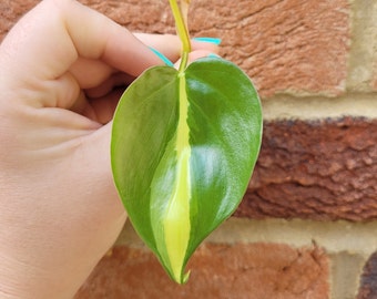 RARE Philodendron Brasil Cuttings  - Rooted / Unrooted - Propagation - Plant Gift