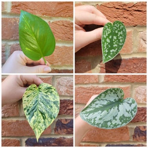 RARE Pothos Cuttings - Scindapsus Satin & Trebie/Exotica - Epipremnum Marble Queen - Golden Pothos - Global Green - Rooted / Unrooted