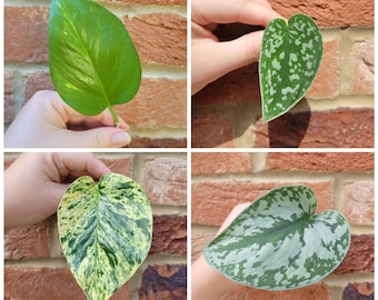 RARE Pothos Cuttings - Scindapsus Satin & Trebie/Exotica - Epipremnum Marble Queen - Golden Pothos - Global Green - Rooted / Unrooted